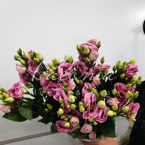 Еустома Rosita Pink 72см