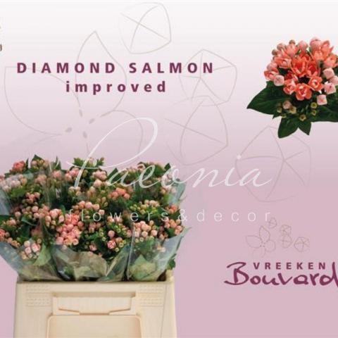 Бувардія Salmon лососева 40см