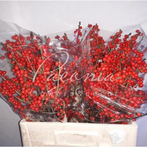 Ілекс червоний 55-60см