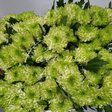 Хризантема одноголова Zembla Lime 70см Хризантема одноголова Zembla Lime 70см
