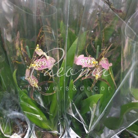 Камбрия (орхидея) 12*55 Brassia Summer Dream