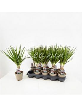 Драцена 12*45 Marginata 1 стовбур