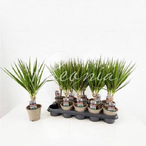 Драцена 12*45 Marginata 1 стовбур