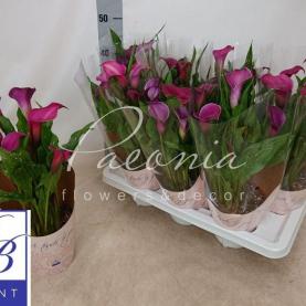 Калла 13*35 розовая