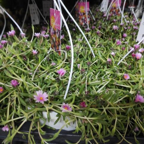 Делосперма 19*25 Купера Lido Pink в подвесе Делосперма 19*25 Купера Lido Pink в подвесе