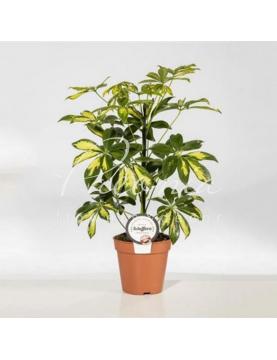 Шеффлера 13*45 Gerda