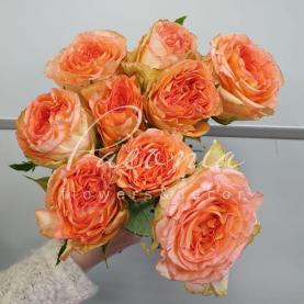 Троянда піоноподібна Colosseum 70см Троянда піоноподібна Colosseum 70см