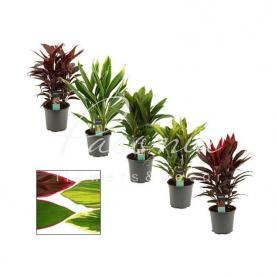 Кордилина 19*55 микс Кордилина 19*55 микс