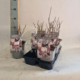 Магнолія 17*35 рожева Soulangeana