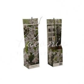 Магнолія 09*30 біла Stellata