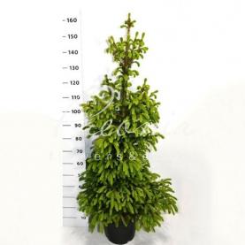 Ель 32*160 abies Will's Zwerg Ель 32*160 abies Will's Zwerg