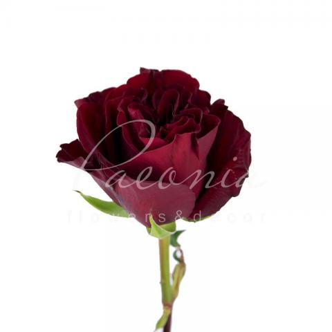 Троянда піоноподібна HEARTS 50см