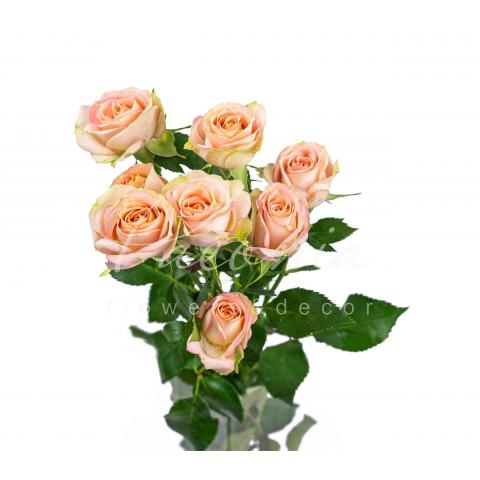 Троянда спрей Azore 50см Троянда спрей Azore 50см