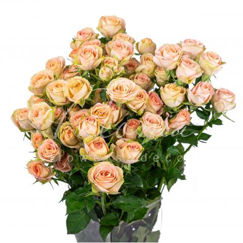 Троянда спрей Azore 50см Троянда спрей Azore 50см