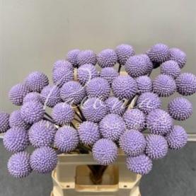 Краспедія фарбована Lavendel 60см