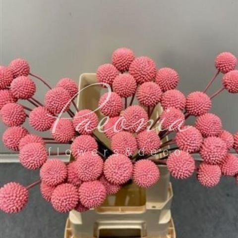 Краспедия крашеная Pink 60см