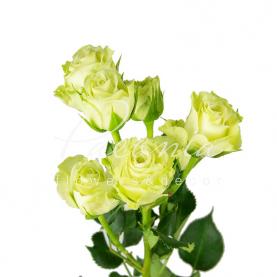 Роза спрей Green Glow 40см