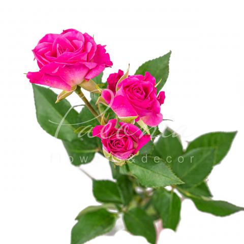 Роза спрей Lianne 40см