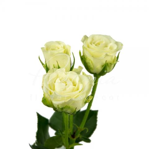 Троянда спрей Snowflake 50см Троянда спрей Snowflake 50см