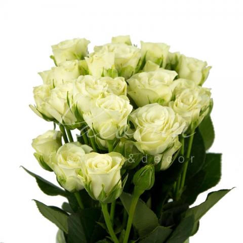 Троянда спрей Snowflake 50см Троянда спрей Snowflake 50см