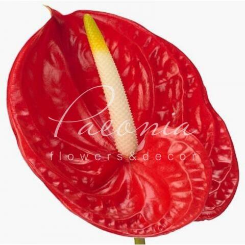 Антуріум Tropical Ø9см