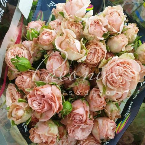 Троянда спрей піоноподібна Madame Bombastic 70см Троянда спрей піоноподібна Madame Bombastic 70см