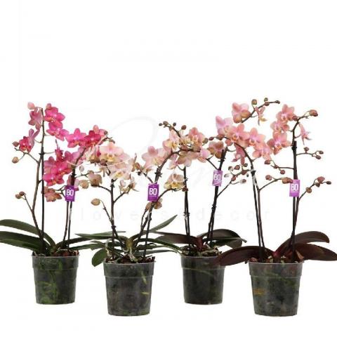 Фаленопсис (орхидея) 12*45 2 ствола Aroma (Opti-flor)
