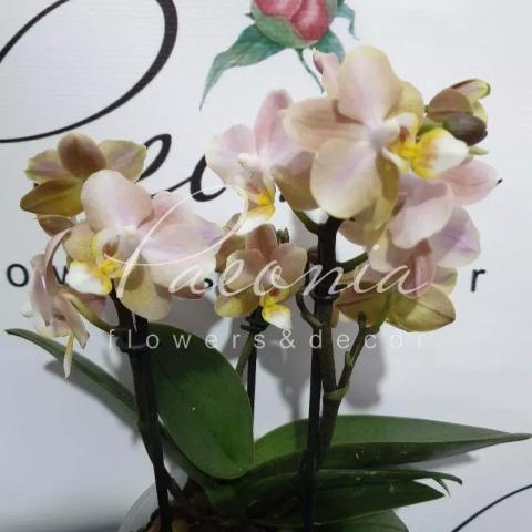 Фаленопсис (орхидея) 12*45 2 ствола Aroma (Opti-flor) Фаленопсис (орхидея) 12*45 2 ствола Aroma (Opti-flor)