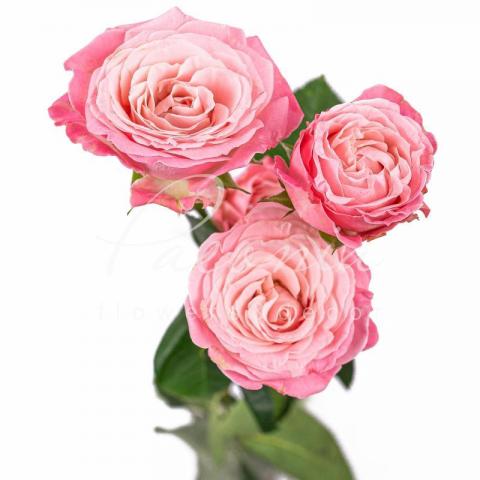 Троянда спрей піоноподібна Madame Bombastic 70см Троянда спрей піоноподібна Madame Bombastic 70см