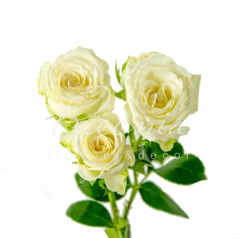 Троянда спрей піоноподібна Miss Bombastic 50см Троянда спрей піоноподібна Miss Bombastic 50см