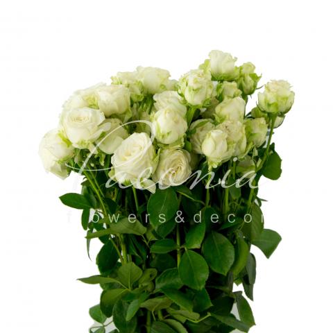 Троянда спрей піоноподібна Miss Bombastic 50см Троянда спрей піоноподібна Miss Bombastic 50см