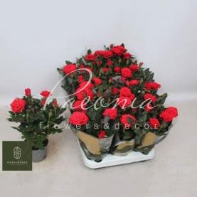 Роза 11*25 Kordana Grande крупноголовая красная Роза 11*25 Kordana Grande крупноголовая красная