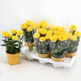 Хризантема 14*35 жовта Flowerpops Abbey
