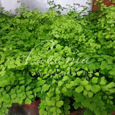 Адиантум 12*30 Fragrans