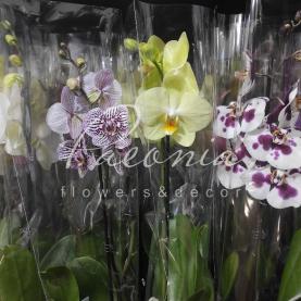 Фаленопсис (орхидея) 12*60-65 1 ствол микс (Bernhard) Фаленопсис (орхидея) 12*60-65 1 ствол микс (Bernhard)