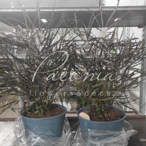 Дизиготека 21*65 Elegantissima