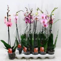 Фаленопсис (орхідея) 12*70 1 стовбур мікс (Kw J.P. Konst & Zn BV) Фаленопсис (орхідея) 12*70 1 стовбур мікс (Kw J.P. Konst & Zn BV)