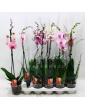 Фаленопсис (орхидея) 12*70 1 ствол микс (Kw J.P. Konst & Zn BV)