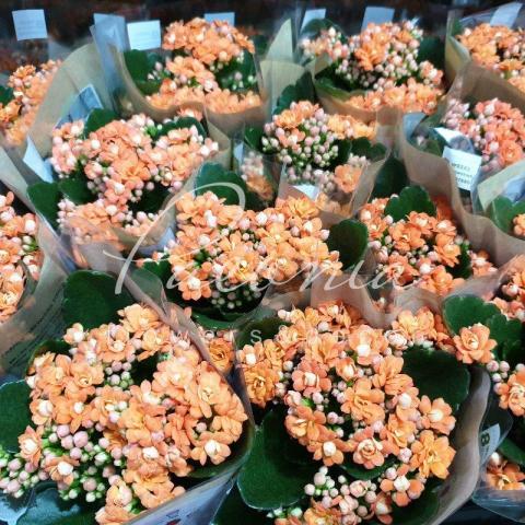 Каланхое каландива 07*15 оранжевое Каланхое каландива 07*15 оранжевое