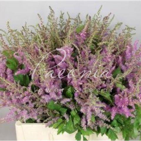 Астильба Amethyst лілова 65см