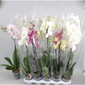 Фаленопсис (орхидея) 12*80 1 ствол микс (Anthura BV) Фаленопсис (орхидея) 12*80 1 ствол микс (Anthura BV)