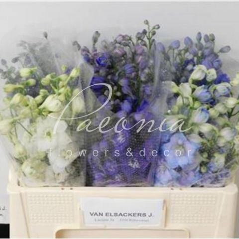 Дельфиниум микс 50см Дельфиниум микс 50см