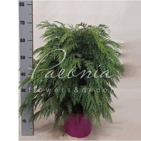 Кипарисовик 23*65 Globosa