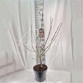 Магнолия 23*90 Stellata Rosea