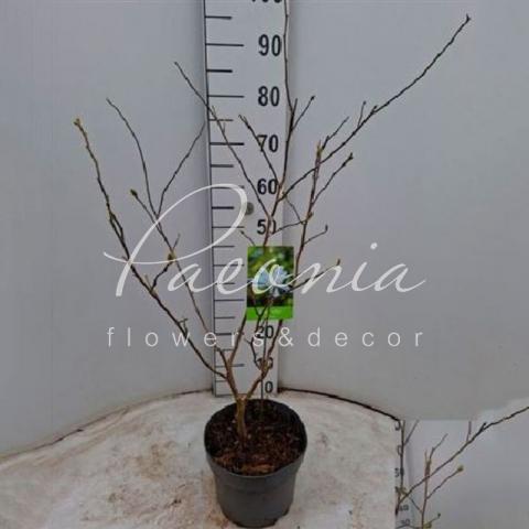 Магнолия 21*80 белая Stellata