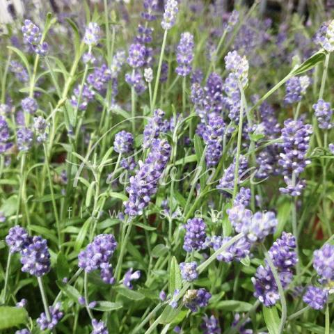 Лаванда 14*40 Hidcote