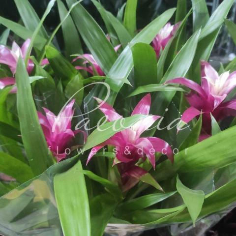 Гузмания 12*50 ярко-розовая Гузмания 12*50 ярко-розовая