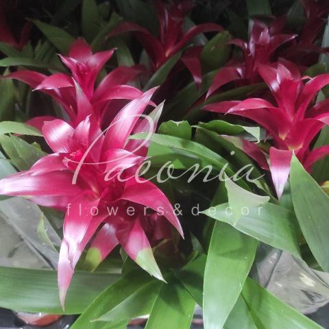 Гузмания 12*60 бордовая Nextara Гузмания 12*60 бордовая Nextara