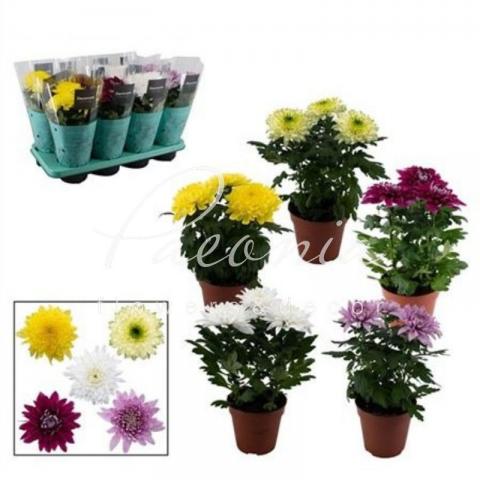 Хризантема 13*35 микс Zembla (Decorum)