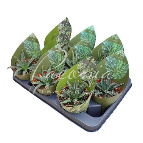Агава 10*12 Victoriae Reginae в дополнительной упаковке